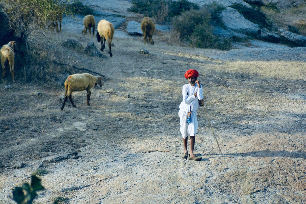A shepherd wearing traditional attire tending to livestock in a rural field.