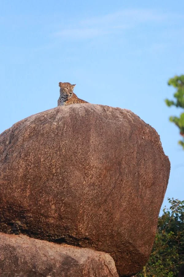 Solo in Jawai: Logistics, Safety and the Cost Reality