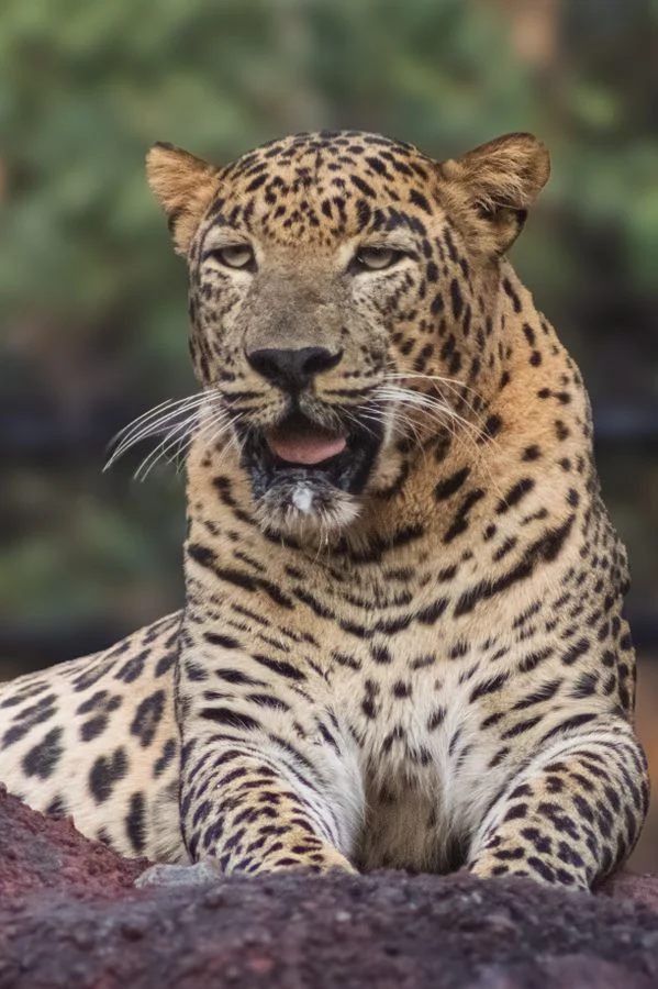Leopard resting on granite rock in Jawai