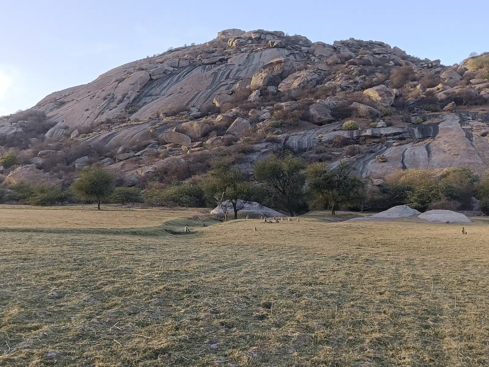 Langurs On Rocky Hillside